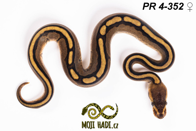 hadi na prodej, mládě, český chov hadů, odchov hadů, mojihadi.cz, Python regius, ballpython, krajta královská,  Genetic stripe